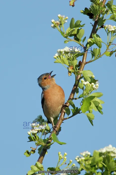  : Chaffinch - male singing on Hawthorn Blossom