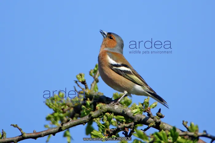 : Chaffinch - male singing in spring : Chaffinch - male singing in spring