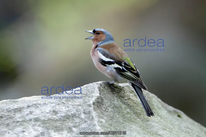 : Chaffinch - male singing from stone : Chaffinch - male singing from stone