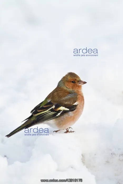 : Chaffinch - male in snow : Chaffinch - male in snow