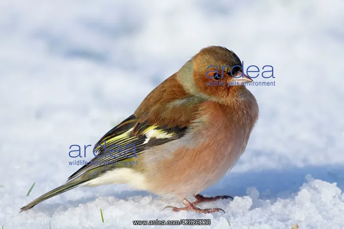 : Chaffinch - male in the snow : Chaffinch - male in the snow