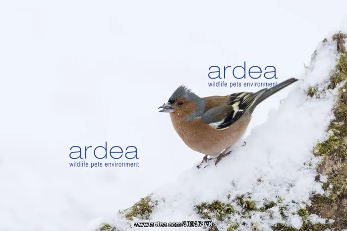 : Chaffinch - Male - In Snow - Cornwall - UK : Chaffinch - Male - In Snow - Cornwall - UK