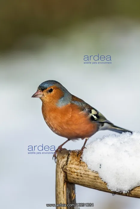 : Chaffinch - Male - Snow - UK : Chaffinch - Male - Snow - UK