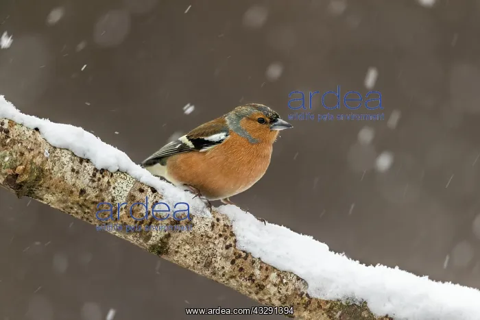 : Chaffinch - Male - Snow - UK : Chaffinch - Male - Snow - UK