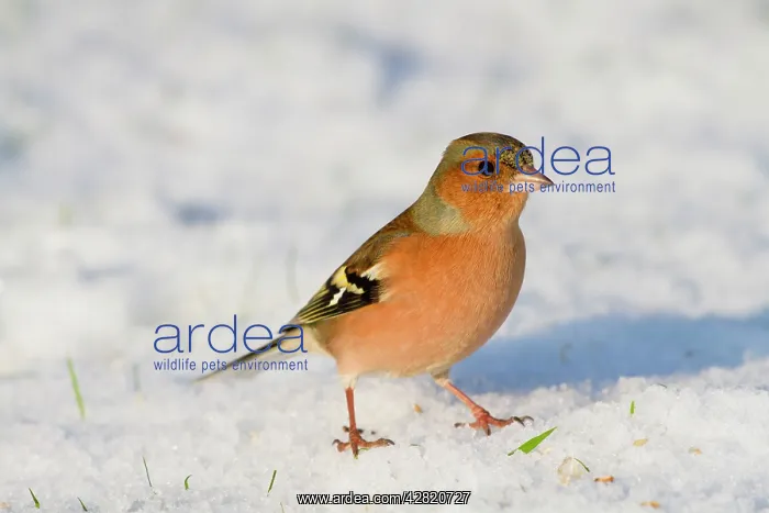 : Chaffinch - male - in snow - winter : Chaffinch - male - in snow - winter