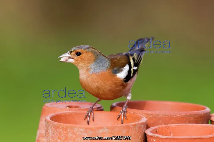 : Chaffinch - male taking seeds from a plant pot : Chaffinch - male taking seeds from a plant pot