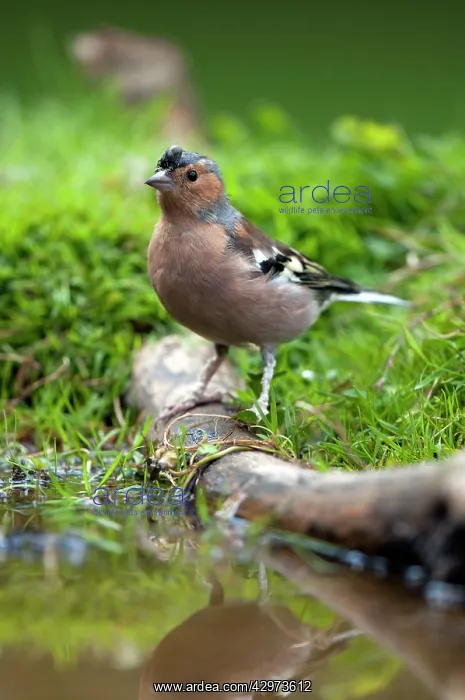 : Chaffinch - male with a tick on its head : Chaffinch - male with a tick on its head
