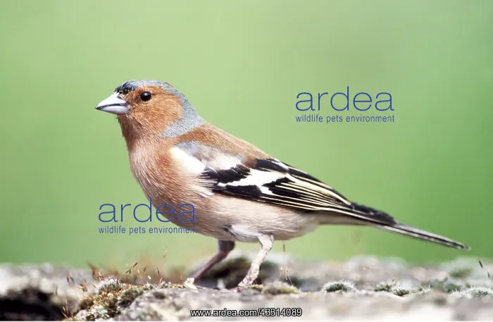 : CHAFFINCH - male, side view : CHAFFINCH - male, side view