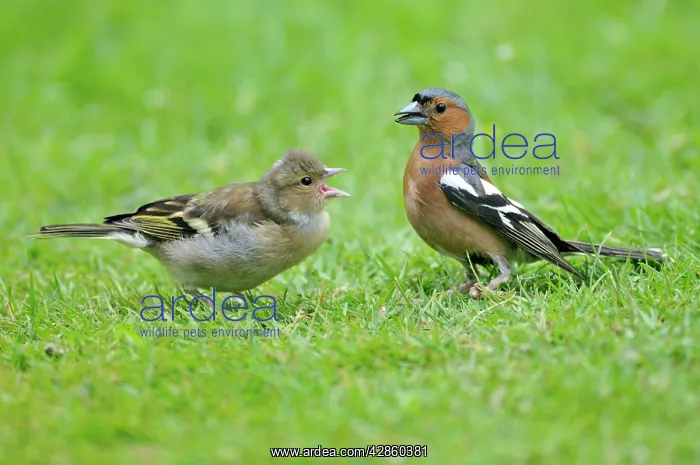 : Chaffinch - male with young : Chaffinch - male with young