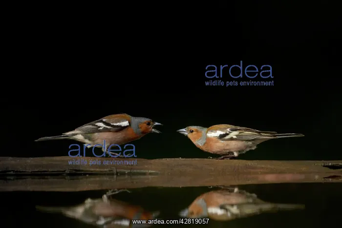: Chaffinch - Males in conflict at forest pool : Chaffinch - Males in conflict at forest pool