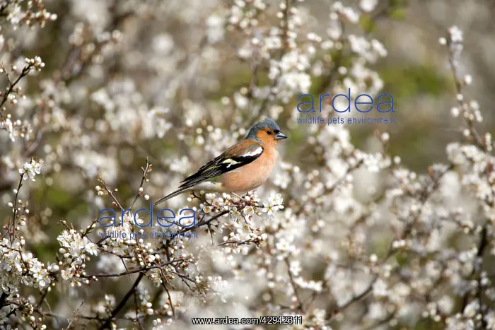 : Chaffinch - Perched in blackthorn blossom spring : Chaffinch - Perched in blackthorn blossom spring