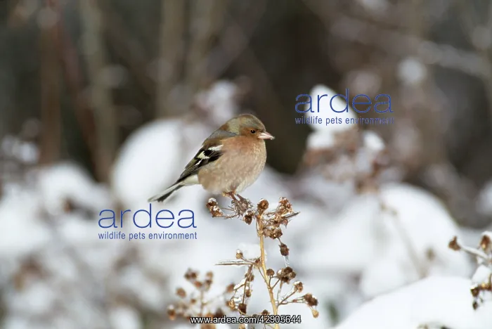 : Chaffinch - On plant in winter : Chaffinch - On plant in winter