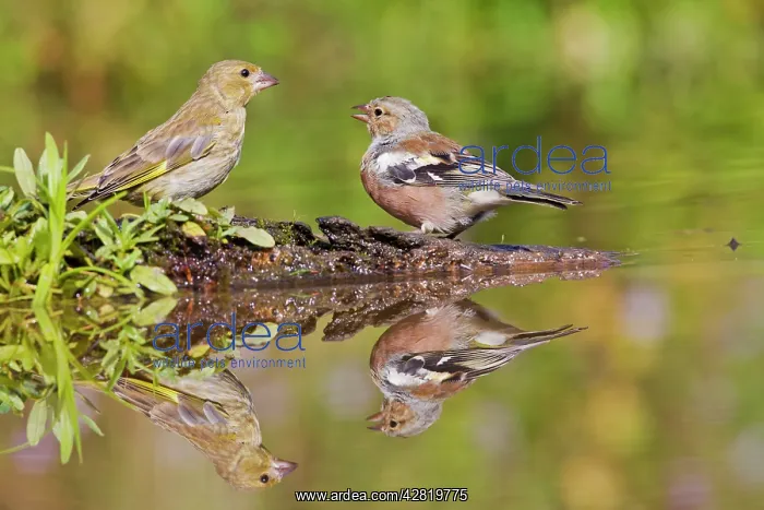 : Chaffinch - at pond with Greenfinch showing reflections : Chaffinch - at pond with Greenfinch showing reflections