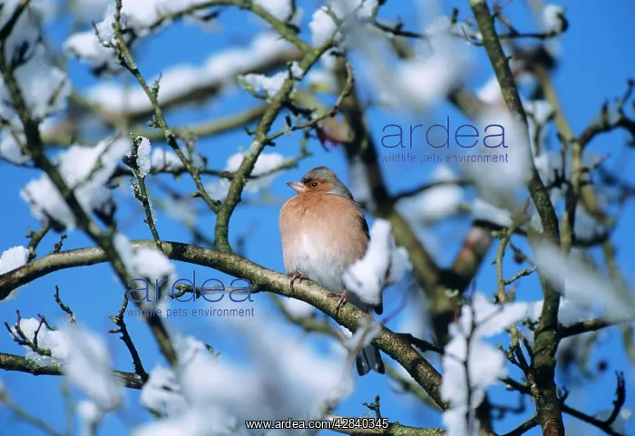 : CHAFFINCH - on snowy branch : CHAFFINCH - on snowy branch