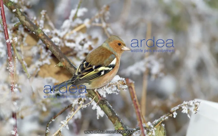: CHAFFINCH - ON SNOWY BRANCH : CHAFFINCH - ON SNOWY BRANCH
