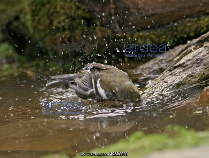 : Chaffinch - young bathing in woodland pool : Chaffinch - young bathing in woodland pool