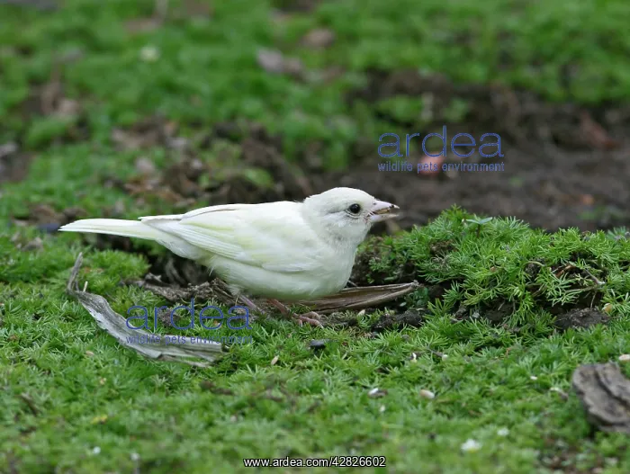 : Chaffinch - youngster albino feeding on ground : Chaffinch - youngster albino feeding on ground