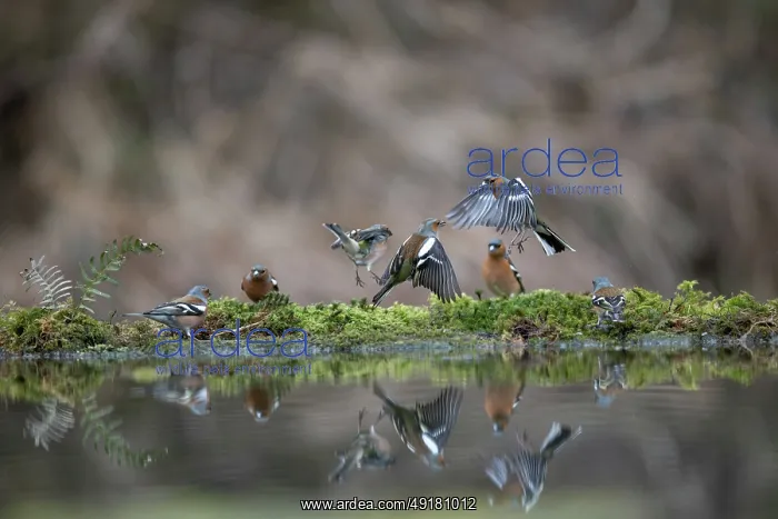  : Chaffinches - Fighting - At Water - UK