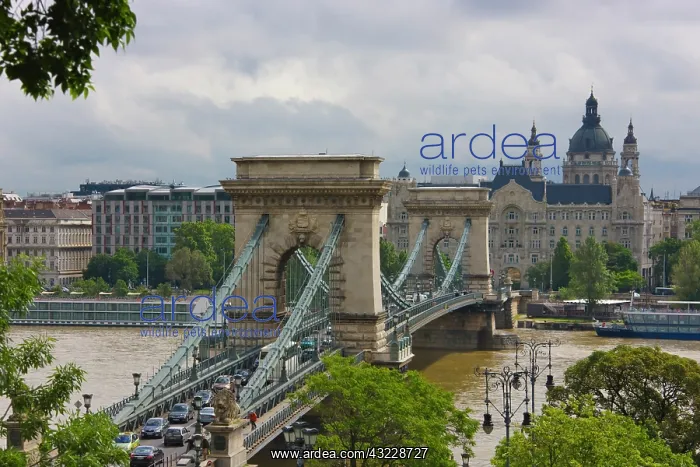 : Chain Bridge across the Danube River, Budapest : Chain Bridge across the Danube River, Budapest