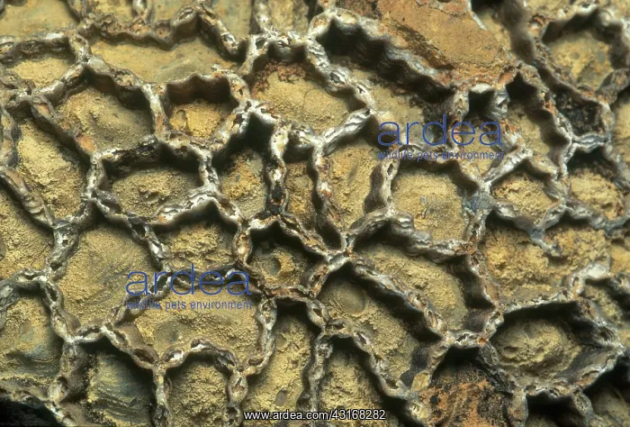 : Chain Coral Fossil : Chain Coral Fossil