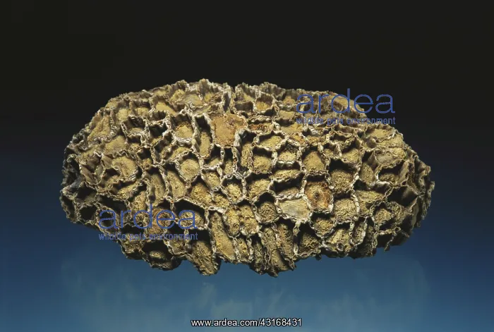 : Chain Coral Fossil : Chain Coral Fossil