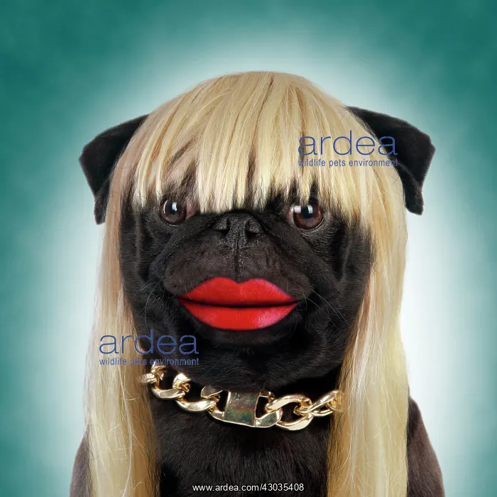 : Dog Black Pug wearing a gold chain, wig and lipstick Digital Manipulation : Dog Black Pug wearing a gold chain, wig and lipstick Digital Manipulation