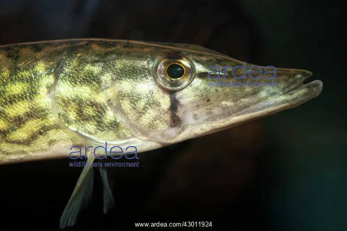  : Chain Pickerel