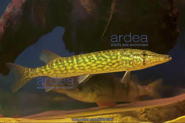 : Chain Pickerel with Yellow Perch in background : Chain Pickerel with Yellow Perch in background