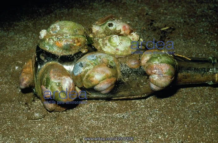 : Chain of Slipper Limpets on old bottle : Chain of Slipper Limpets on old bottle