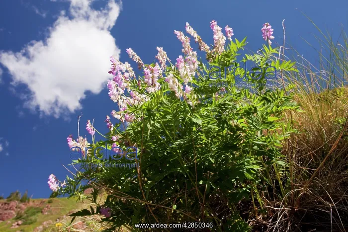 : Chainpod - in flower, Rustler's Gulch, Maroon Bells-Snowmass : Chainpod - in flower, Rustler's Gulch, Maroon Bells-Snowmass