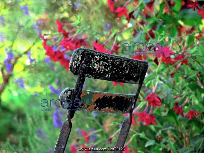 : Chair - in garden