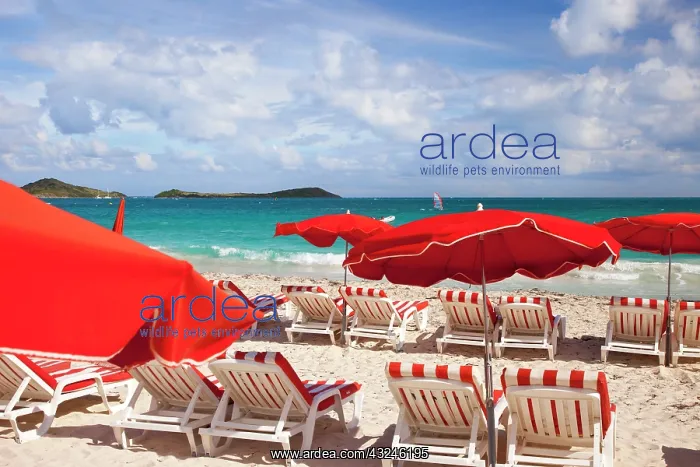 : Chairs and red umbrellas along Orient Beach : Chairs and red umbrellas along Orient Beach