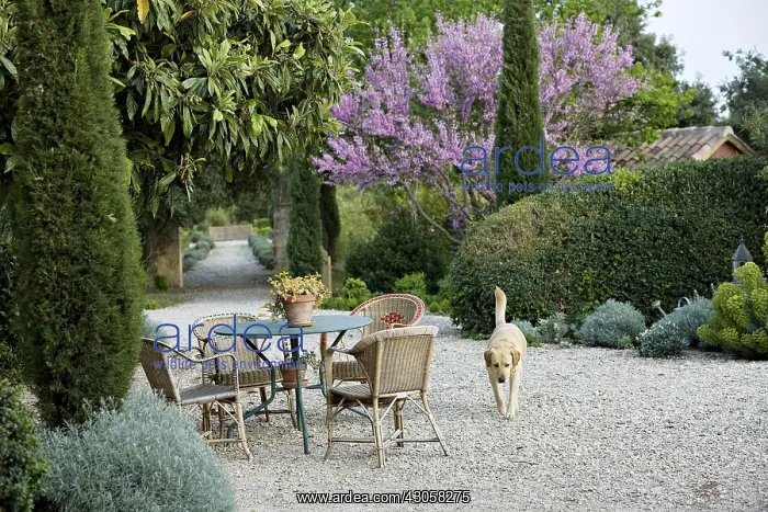 : Chairs and table with Judas tree in a garden of Provence : Chairs and table with Judas tree in a garden of Provence