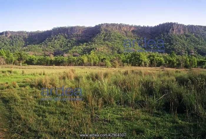 : Chakradhara meadows : Chakradhara meadows