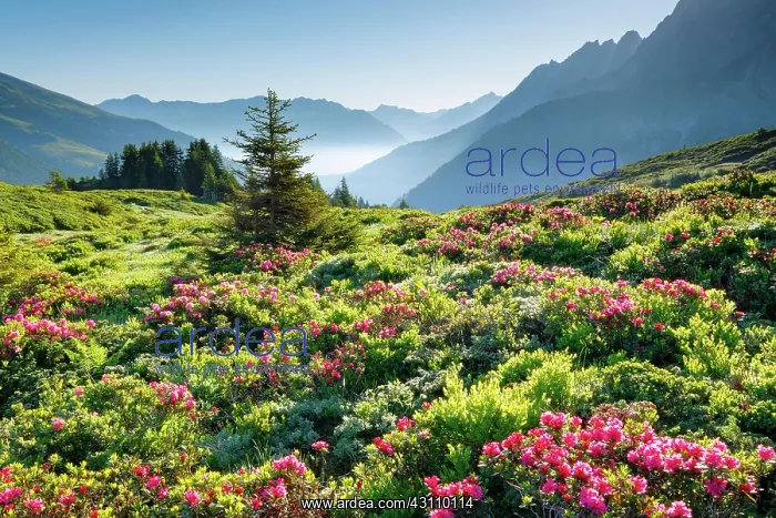 : Chalberboden, Bern, Bernese Oberland, Switzerland : Chalberboden, Bern, Bernese Oberland, Switzerland