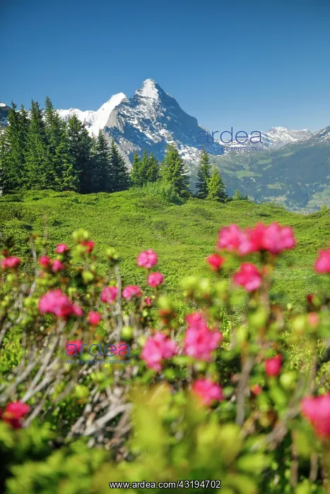 : Chalberboden, view of Eiger, Bern, Bernese Oberland : Chalberboden, view of Eiger, Bern, Bernese Oberland