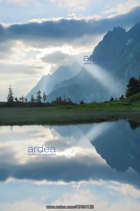 : Chalberboden, view of Engelhnrner, Bern, Switzerland : Chalberboden, view of Engelhnrner, Bern, Switzerland