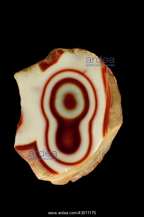 : Chalcedony Agate (SiO2) variety : Chalcedony Agate (SiO2) variety