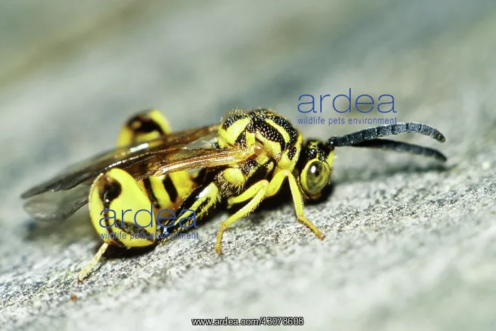: Chalcid Wasp : Chalcid Wasp