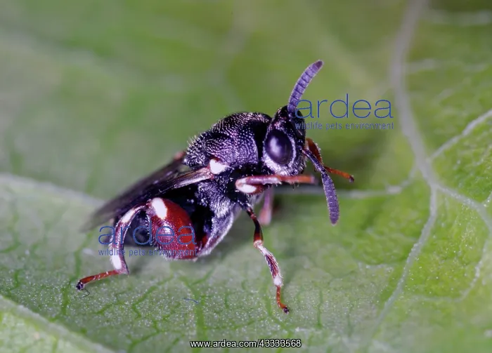 : Chalcid wasp : Chalcid wasp
