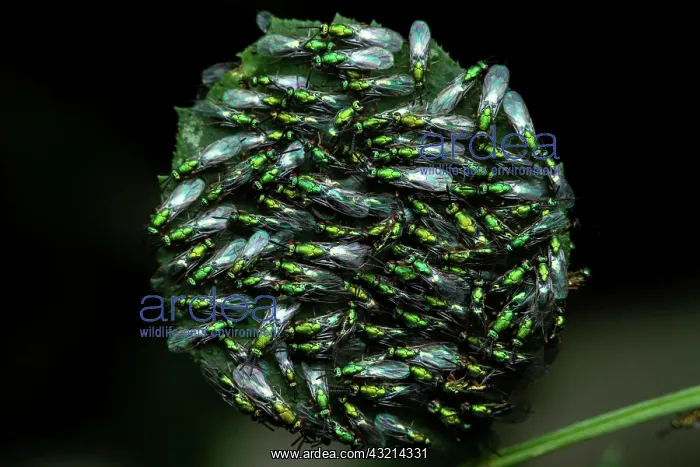 : Chalcid wasps (Torymus sp) on leaves, Sainte-Baume : Chalcid wasps (Torymus sp) on leaves, Sainte-Baume