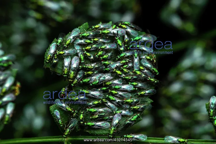 : Chalcid wasps (Torymus sp) on leaves, Sainte-Baume : Chalcid wasps (Torymus sp) on leaves, Sainte-Baume