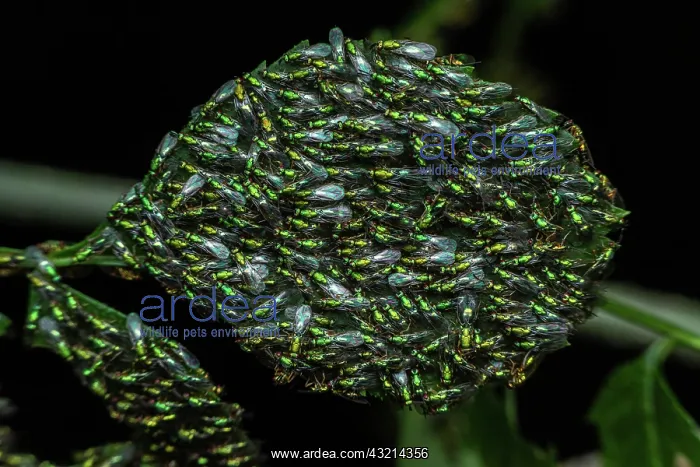 : Chalcid wasps (Torymus sp) on leaves, Sainte-Baume : Chalcid wasps (Torymus sp) on leaves, Sainte-Baume