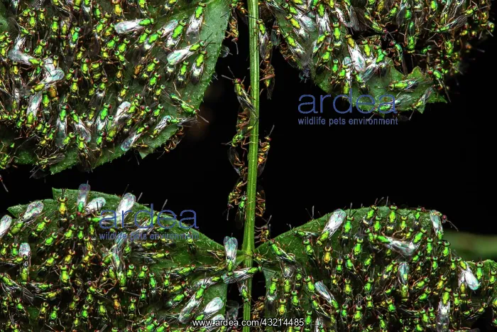 : Chalcid wasps (Torymus sp) on leaves, Sainte-Baume : Chalcid wasps (Torymus sp) on leaves, Sainte-Baume