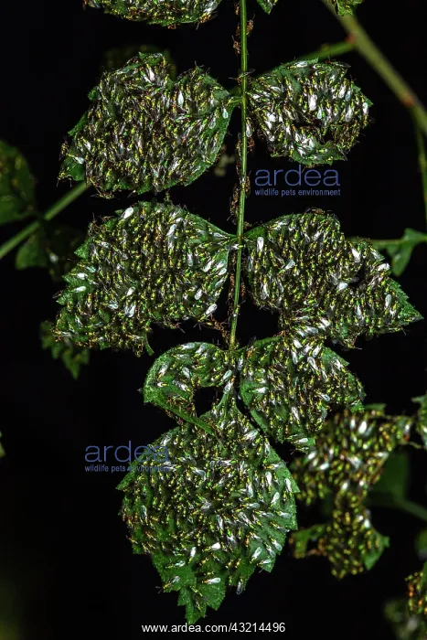 : Chalcid wasps (Torymus sp) on leaves, Sainte-Baume : Chalcid wasps (Torymus sp) on leaves, Sainte-Baume