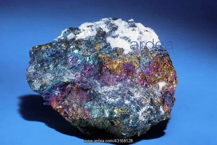 : Chalcopyrite from Butte, Montana : Chalcopyrite from Butte, Montana