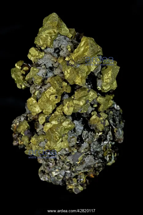 : Chalcopyrite (CuFeS2) (Golden) - Commodore Mine : Chalcopyrite (CuFeS2) (Golden) - Commodore Mine