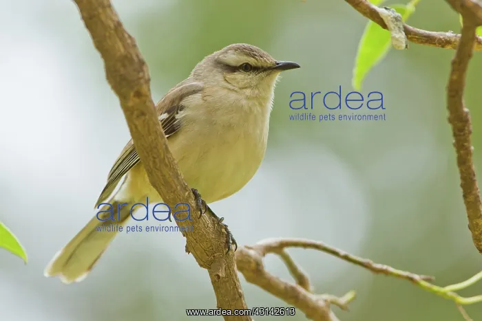 : Chalk-browed Mockingbird : Chalk-browed Mockingbird