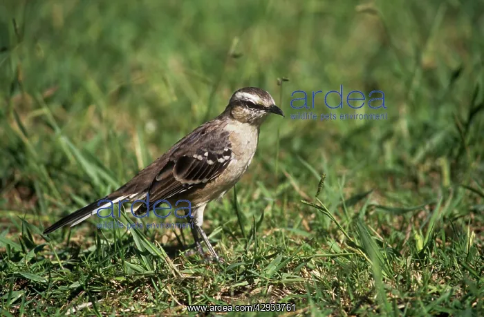 : Chalk-browed Mockingbird - foraging in short grassS : Chalk-browed Mockingbird - foraging in short grassS