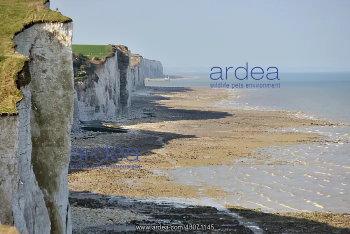 : Chalk cliff at the Somme bay : Chalk cliff at the Somme bay